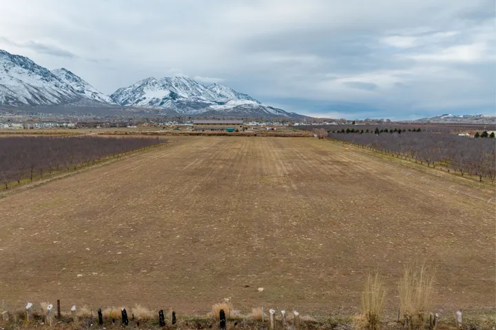 Expansive undeveloped land featuring a cleared field and rows of trees