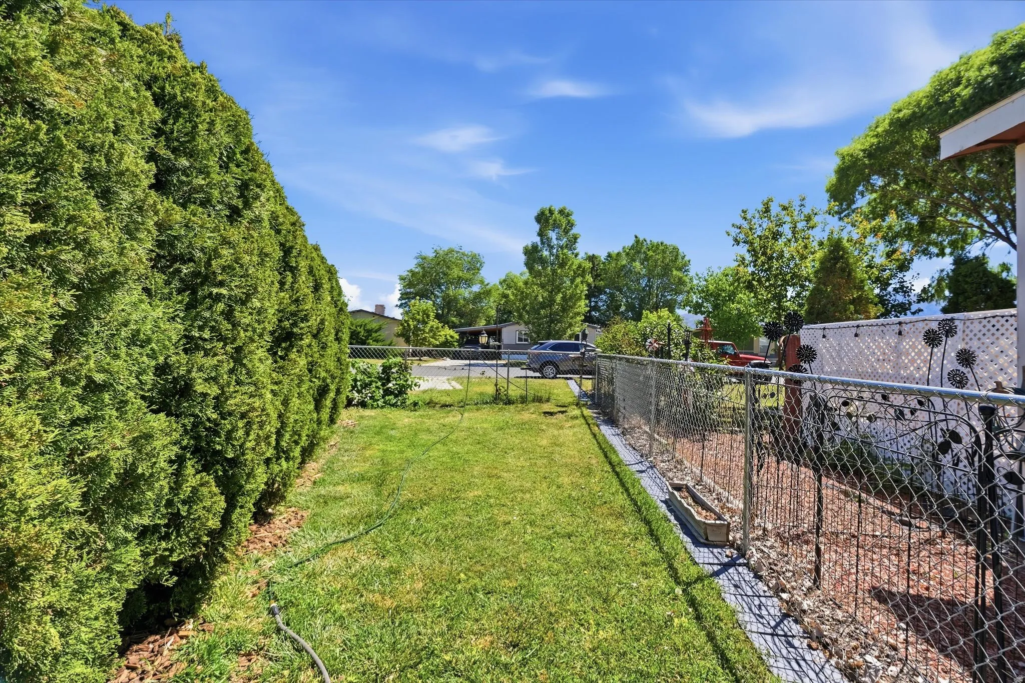 Expansive grassy yard area featuring a tall, dense evergreen hedge and chain-link fencing