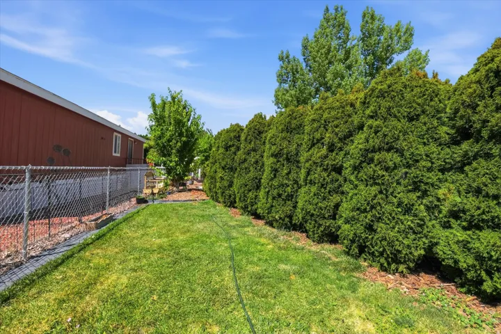 Expansive green lawn bordered by a tall, dense evergreen hedge and a chain-link fence