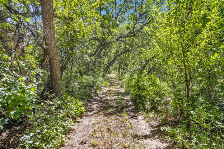 Natural path with abundant foliage