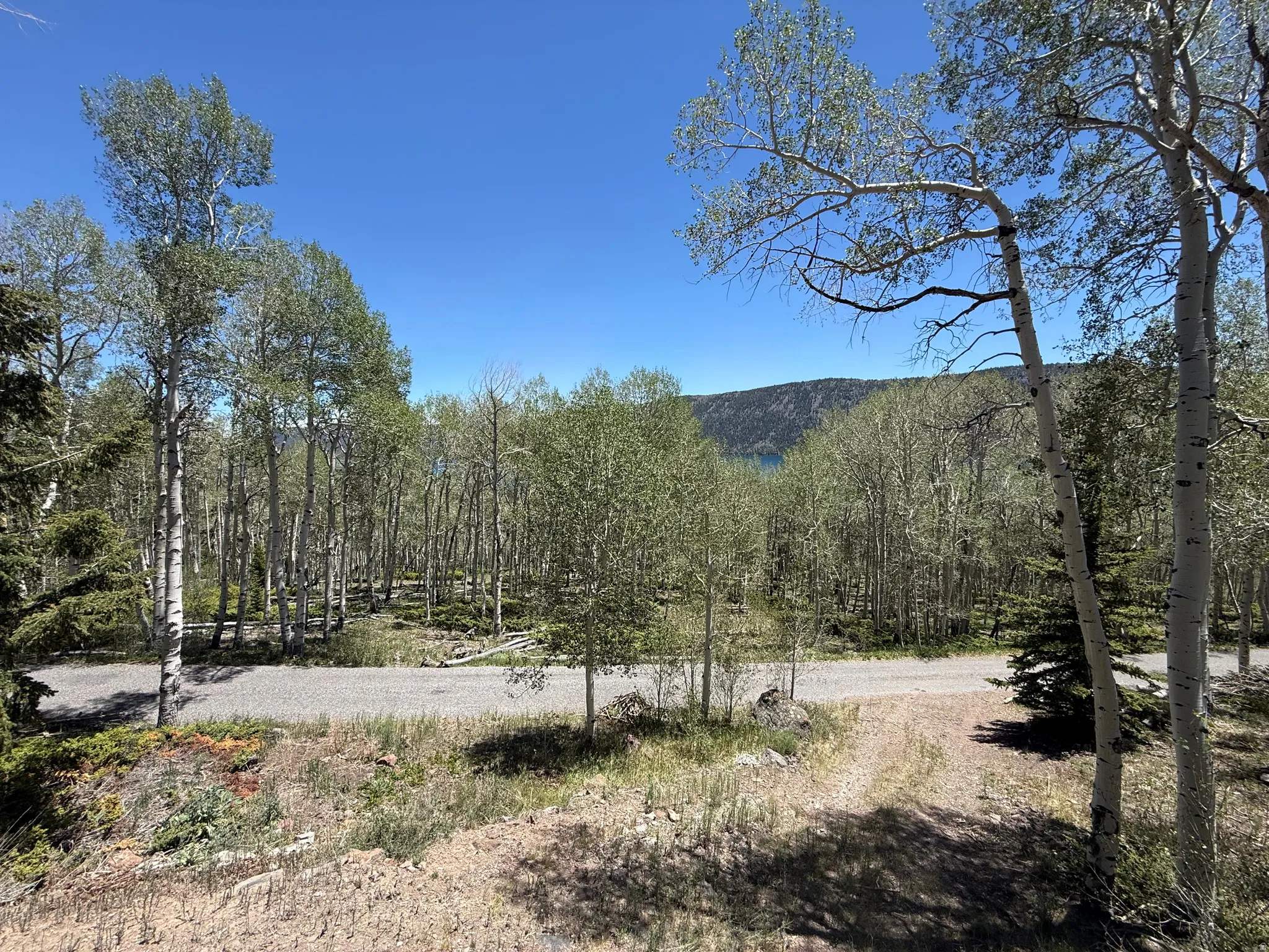 Wooded landscape featuring a gravel path and deciduous trees