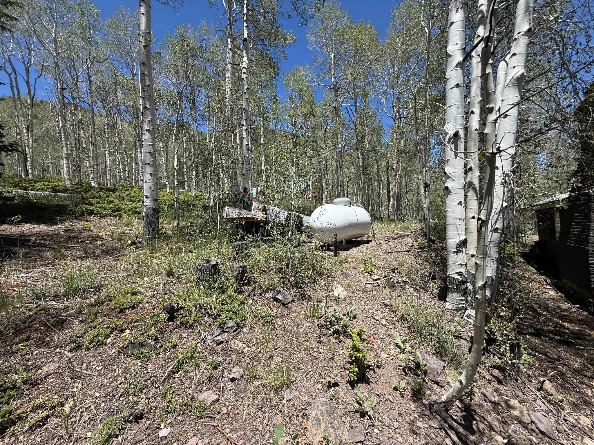 Expansive wooded lot featuring numerous mature aspen trees and natural ground cover