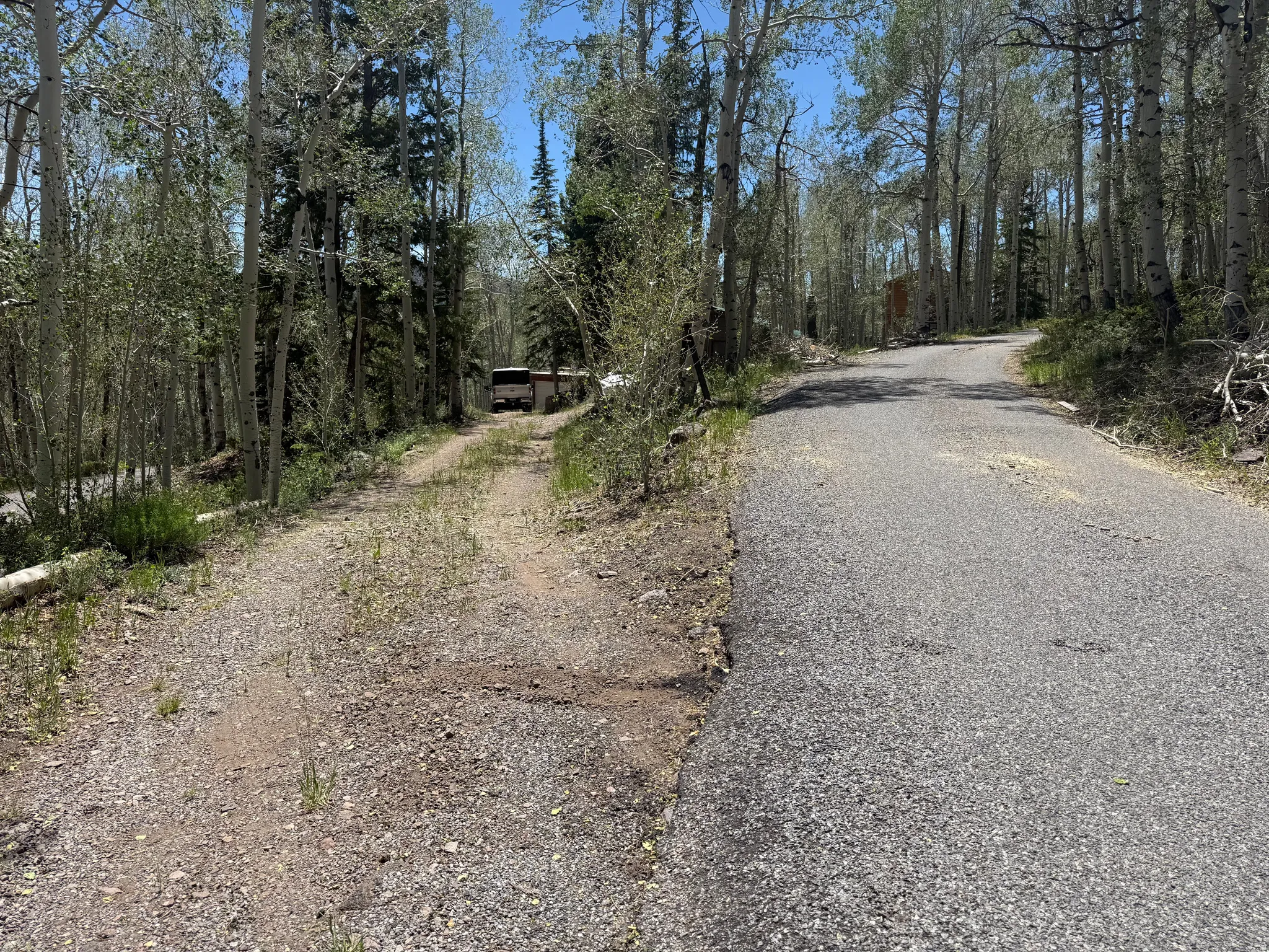 Asphalt paved road branching into a gravel path, both bordered by mature trees