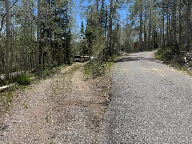 Asphalt paved road branching into a gravel path, both bordered by mature trees