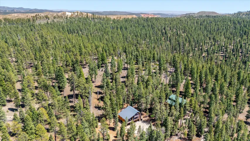 Extensive wooded parcel featuring dense evergreen trees