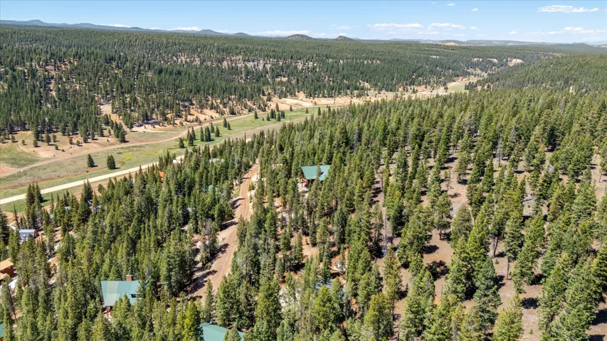 Expansive forested landscape featuring dense evergreen trees and dirt roads