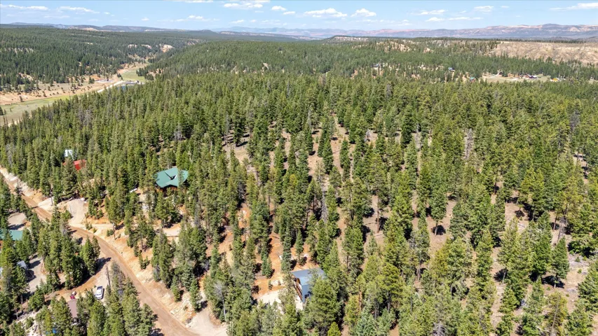 Expansive treed landscape featuring a variety of evergreen trees