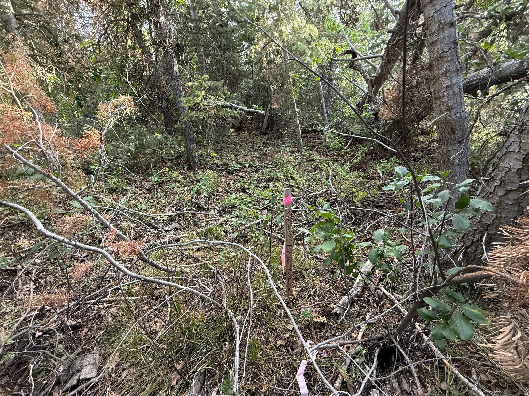 Top of property, east marker