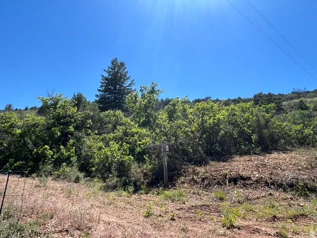 Expansive natural landscape featuring varied foliage and distant evergreen trees