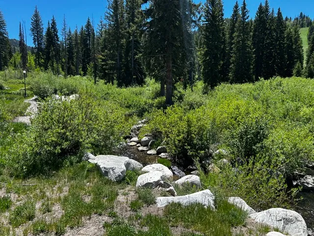 Wooded landscape featuring a natural stream, large boulders, and varied green foliage
