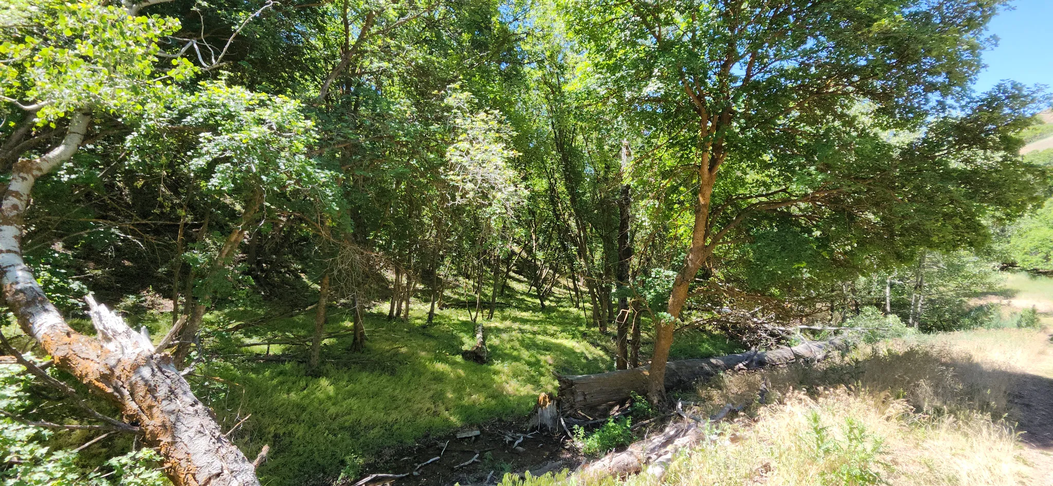 Wooded terrain with mature trees and a natural creek bed