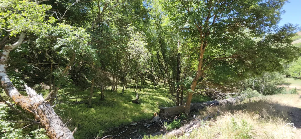 Wooded terrain with mature trees and a natural creek bed