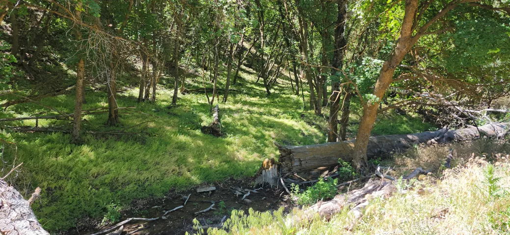 Wooded landscape featuring mature trees and natural ground cover
