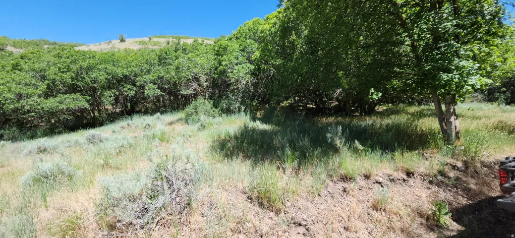 Sloping terrain featuring mature trees, natural vegetation, and distant hills under a clear sky