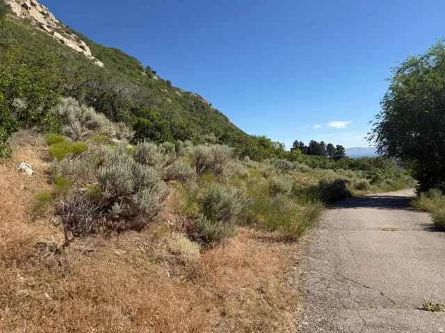 Paved pathway with surrounding natural foliage