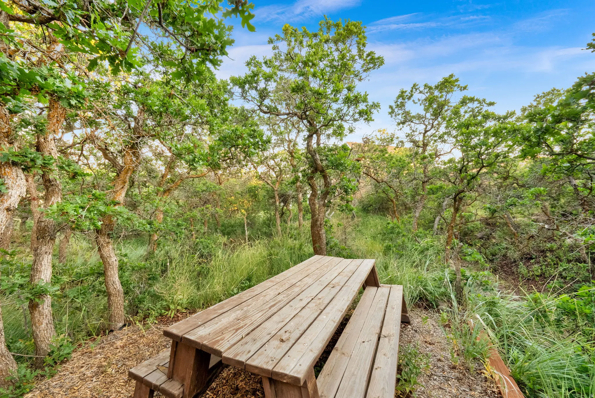 Picnic Table in secluded Scrub Oak