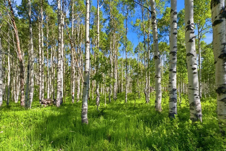 Dense grove of aspen trees with white bark and green foliage