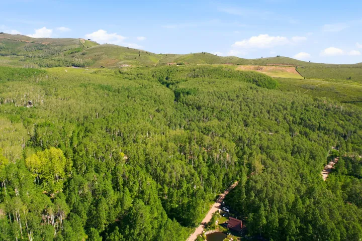 Expansive wooded acreage featuring mature deciduous and evergreen trees, a winding dirt road, and a private pond