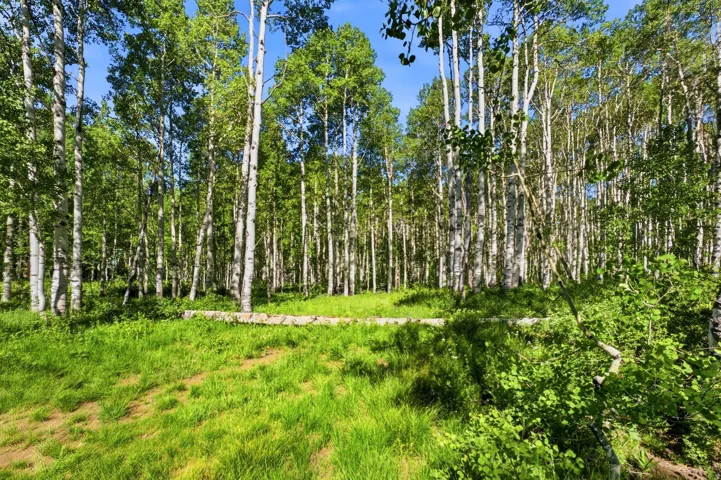 Lush natural landscape with a dense grove of aspen trees