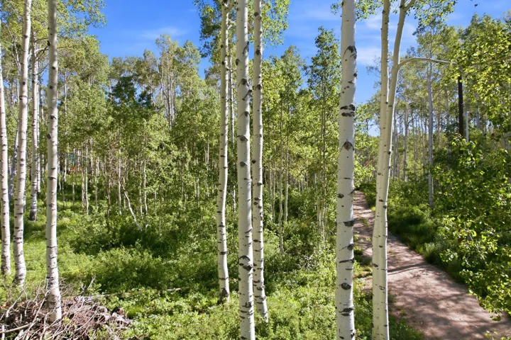 Wooded property with mature aspen trees and a natural walking path
