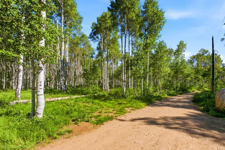 Tree-lined gravel road bordered by mature aspen trees and lush ground cover