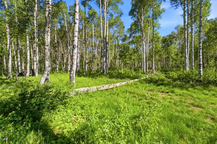 Expansive wooded lot featuring numerous mature deciduous trees with light-colored bark