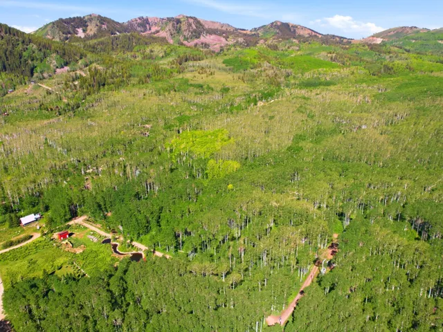 Expansive wooded acreage featuring diverse tree growth and mountainous terrain