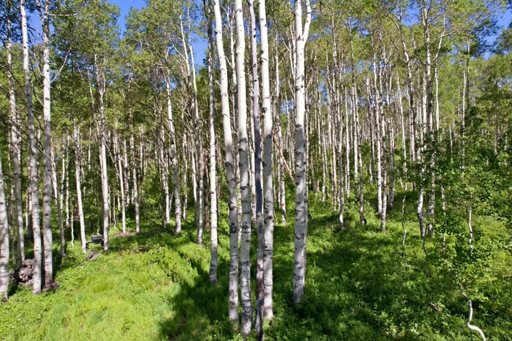 Expansive wooded property featuring mature aspen trees