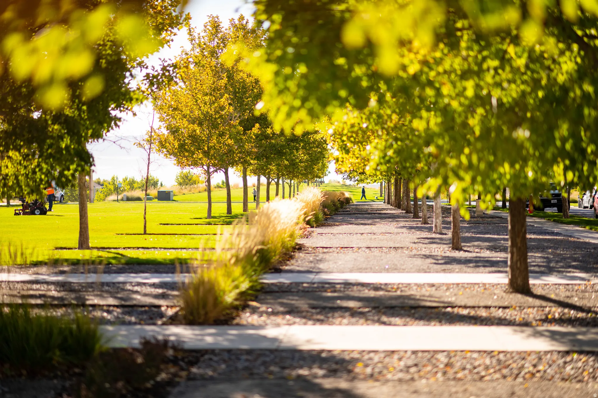 Landscaped walkway featuring mature deciduous trees and ornamental grasses