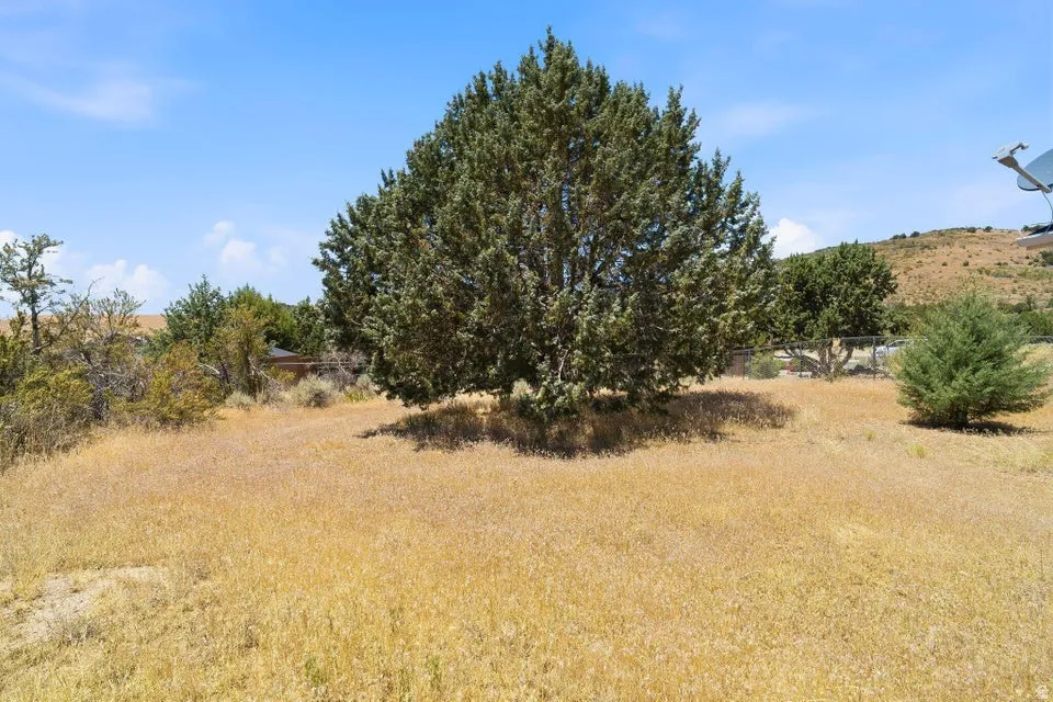 Expansive open lot featuring mature trees and natural vegetation