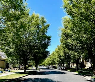 Tree-lined street featuring mature green trees, paved roadway, concrete sidewalks, and manicured lawns