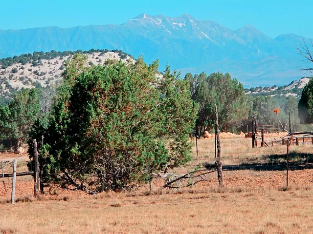 Expansive landscape featuring mature trees and distant snow-capped mountains