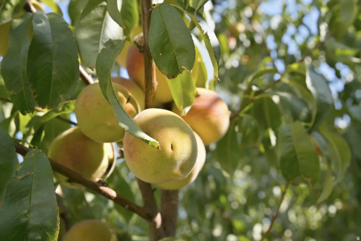 fruit trees
