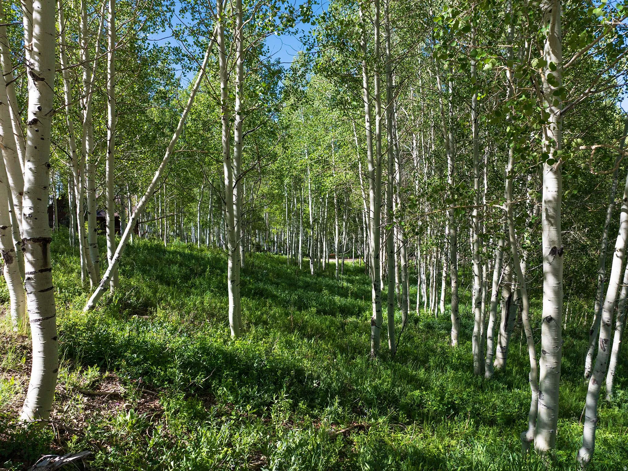 Wooded landscape featuring a dense collection of deciduous trees with light-colored bark