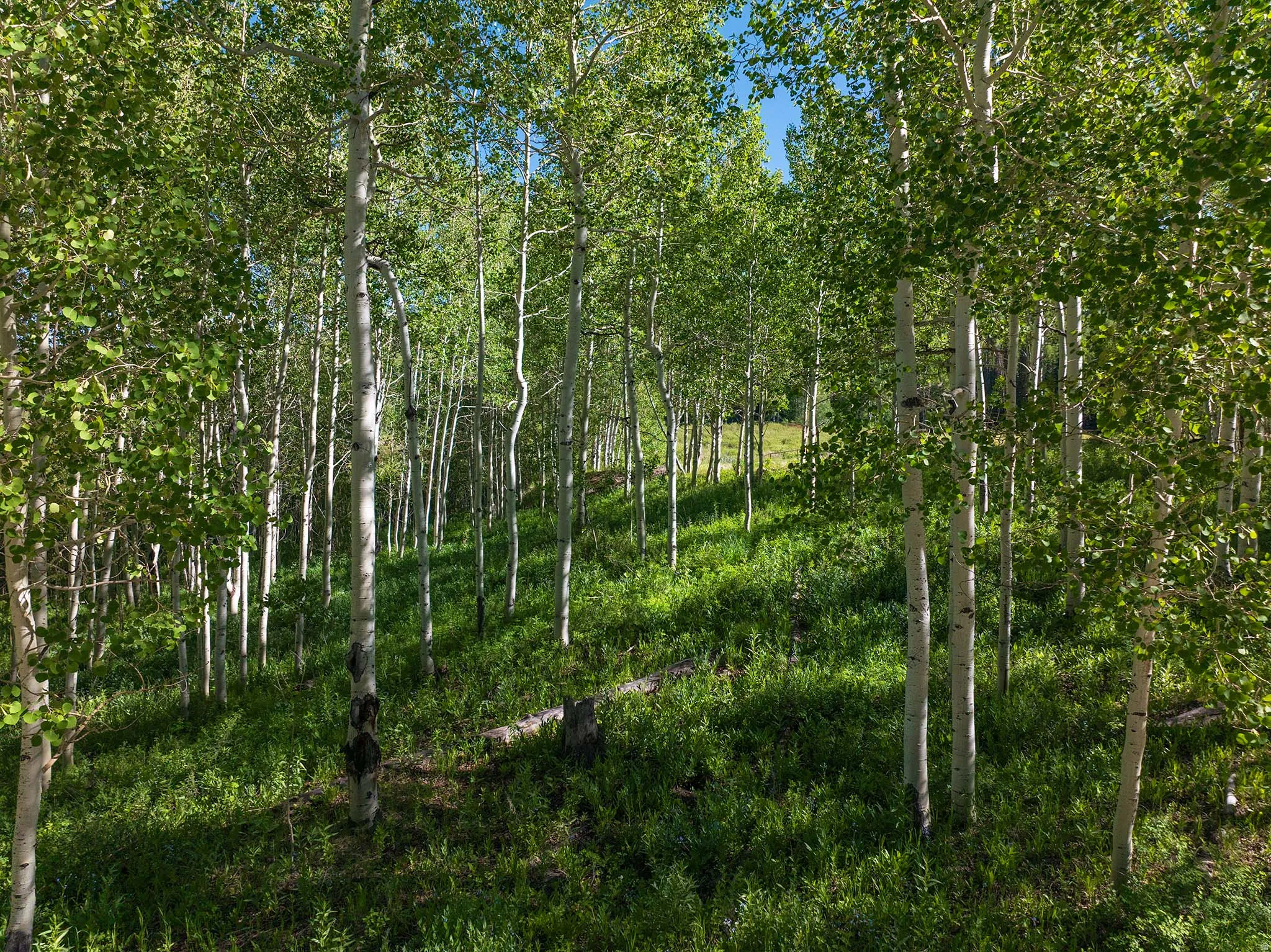 Wooded parcel featuring numerous mature aspen trees