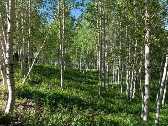 Wooded landscape featuring a dense collection of deciduous trees with light-colored bark