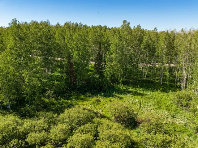Expansive forested landscape featuring dense evergreen and deciduous trees, a central grassy clearing, and a clear blue sky