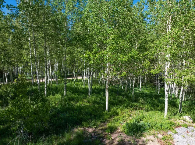 Wooded property featuring a dense grove of aspen trees with white bark and vibrant green foliage