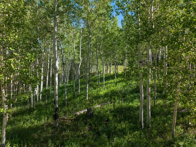 Wooded parcel featuring numerous mature aspen trees