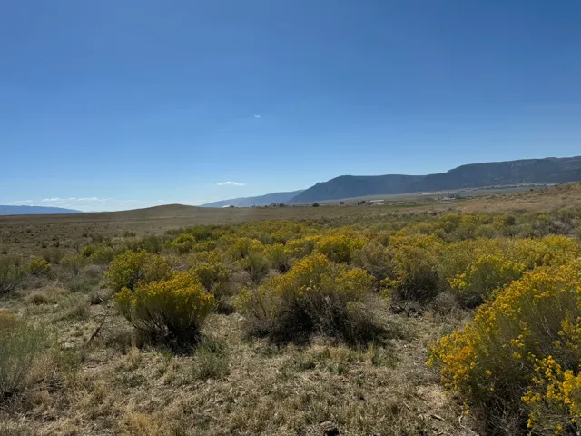 Expansive open terrain featuring natural vegetation with yellow-flowering shrubs