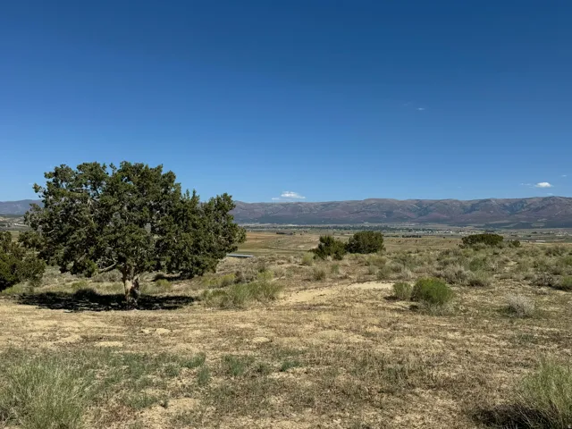 Expansive natural landscape featuring a large evergreen tree and scattered shrubbery