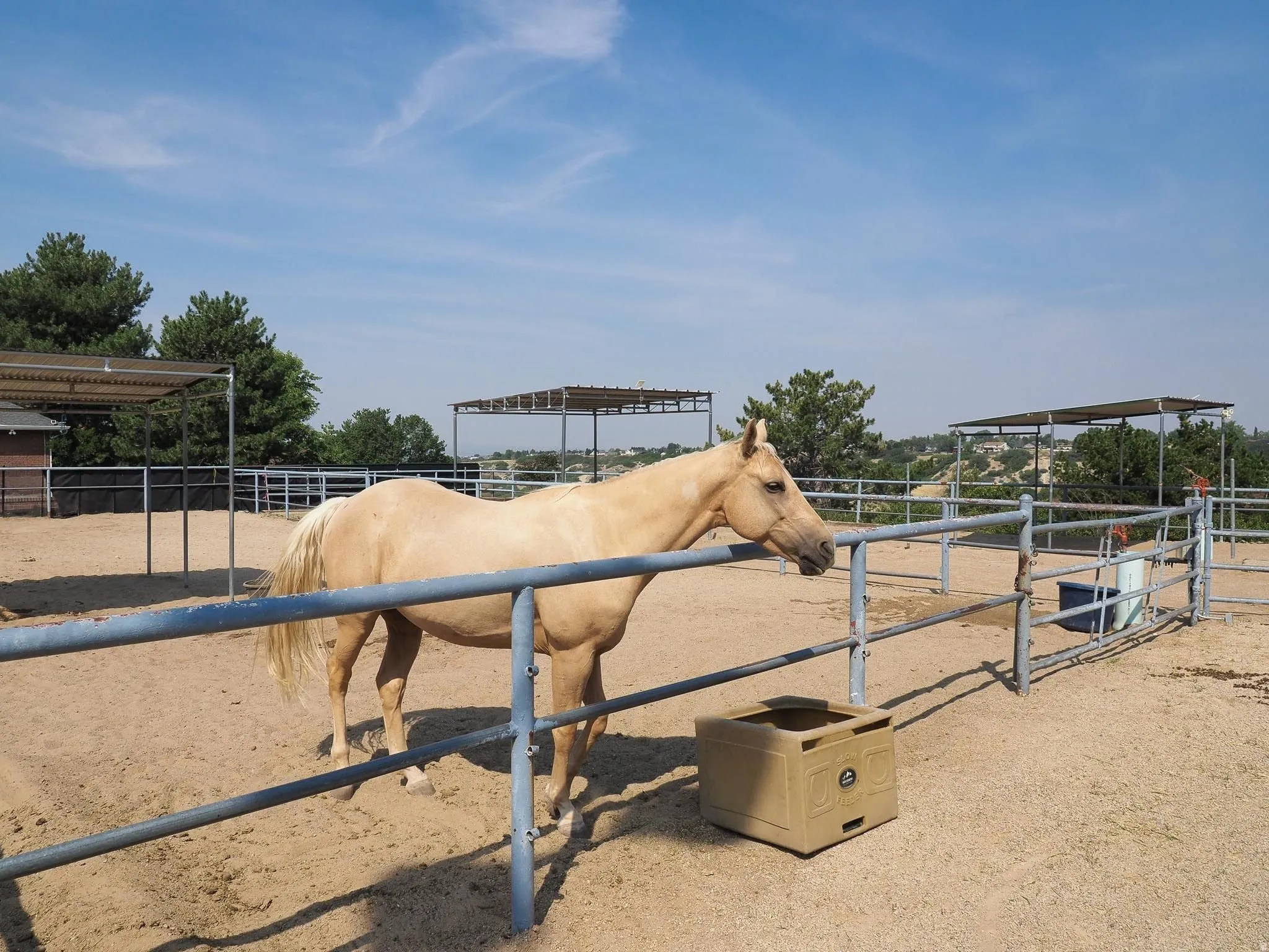 Spacious fenced enclosure with sand footing, providing ample room for activities