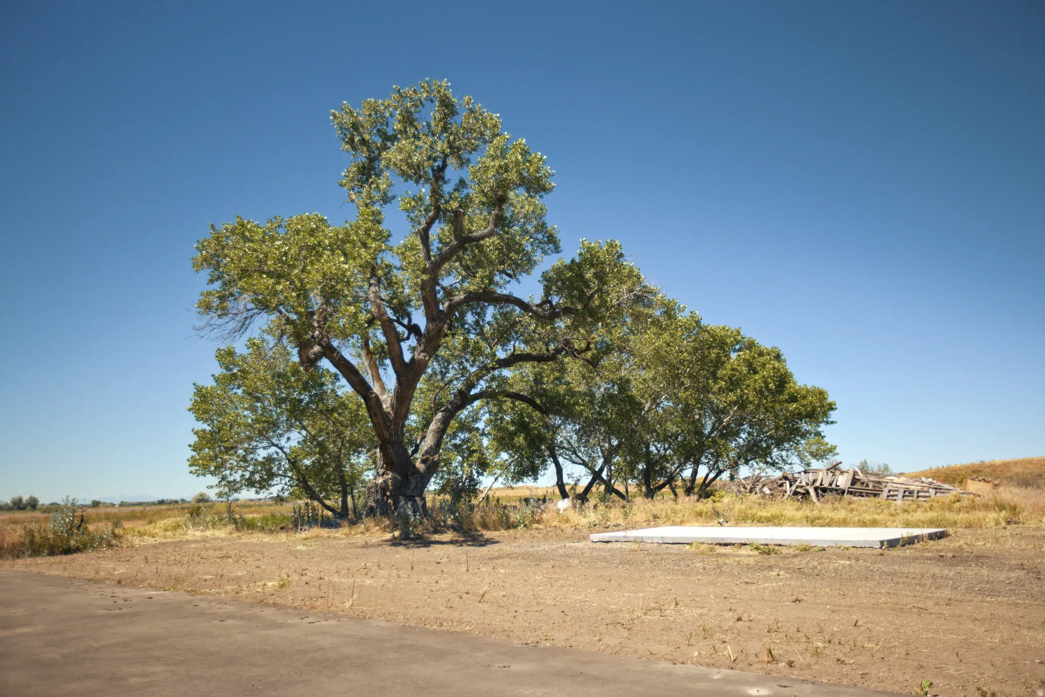 Mature trees offering shade, with a concrete pad on a level lot