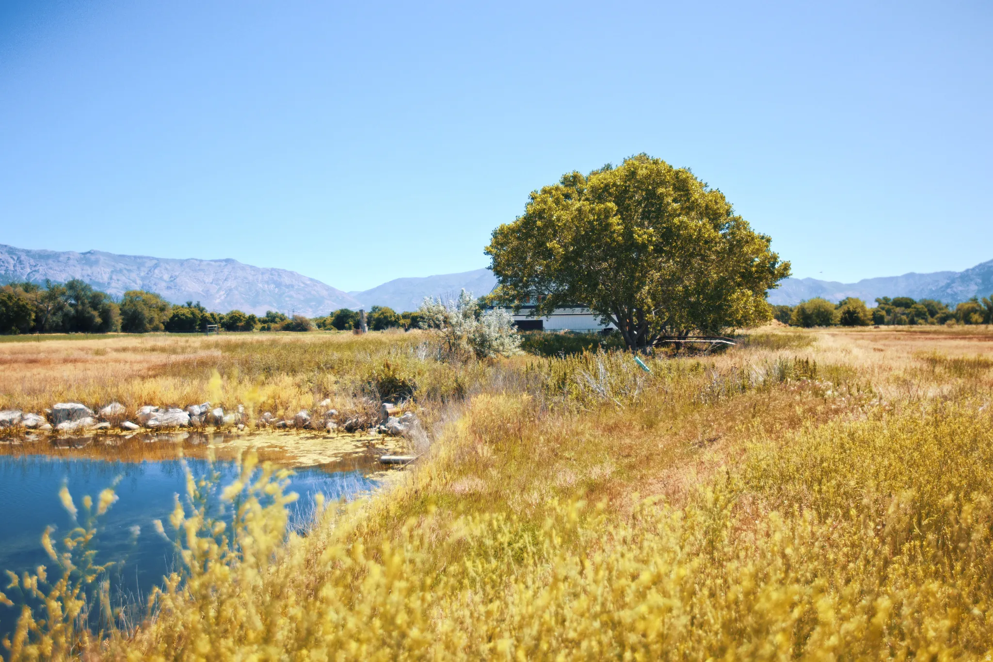 Pond feature with rock edging, surrounded by extensive natural landscaping and mature trees