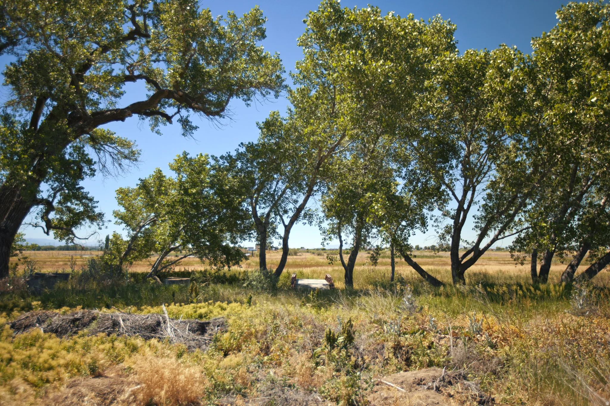 Mature trees bordering an expansive field