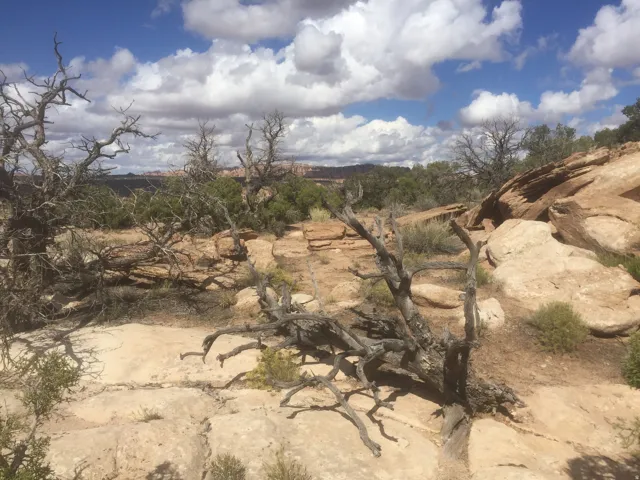 View of local wilderness