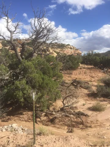 View of undeveloped land