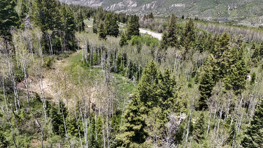 Expansive wooded property featuring diverse tree species including aspens and evergreens