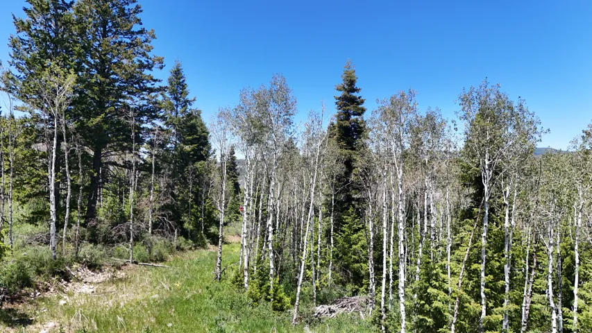 Wooded landscape featuring a diverse mix of mature evergreen and deciduous trees, including aspens