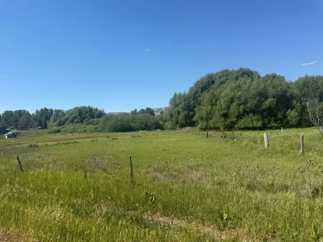 Expansive green field surrounded by mature trees and natural foliage